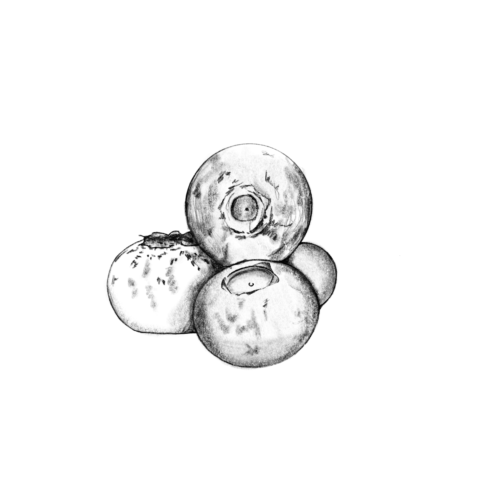 Black and white illustration of blueberries on a white background