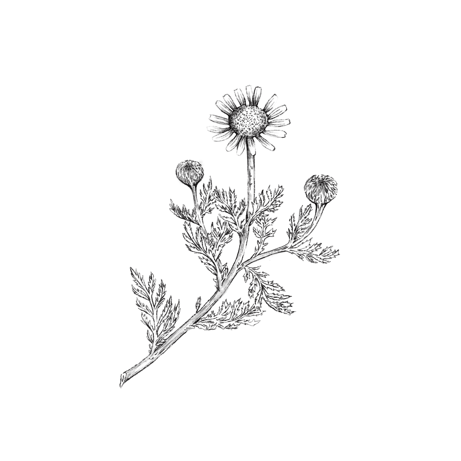Black and white illustration of a plant on a white background