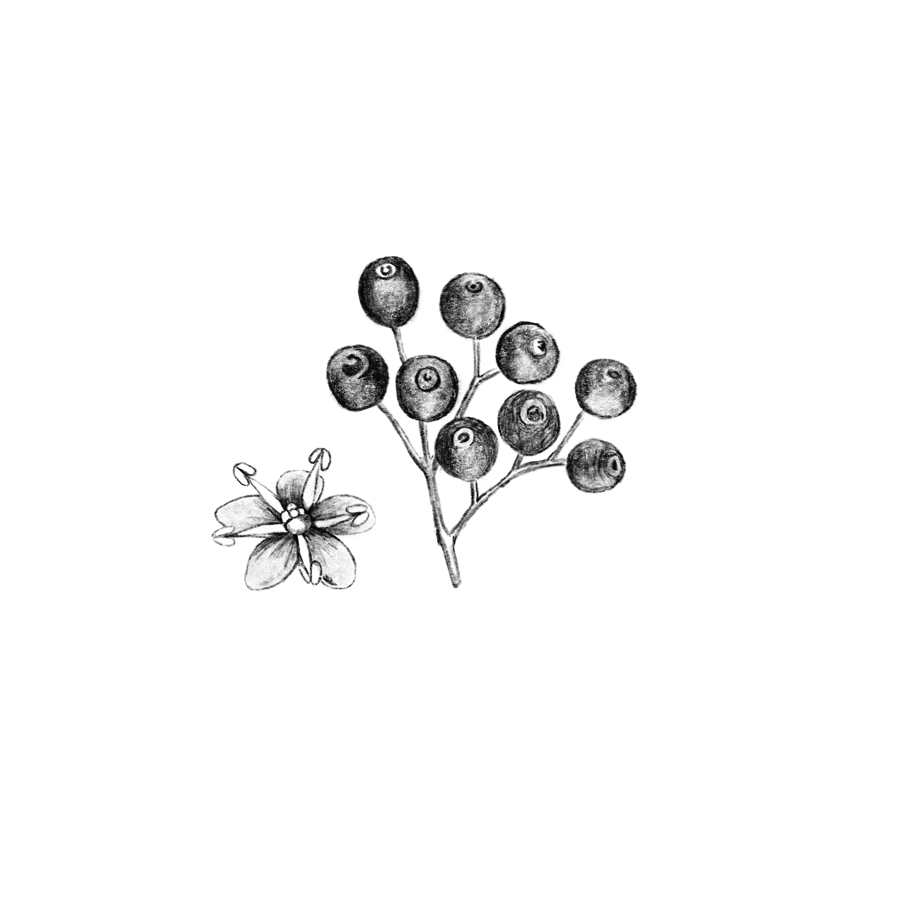 Black and white illustration of a flower and berries on a white background